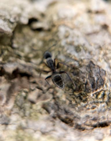 Camponotus pennsylvanicus photo 208