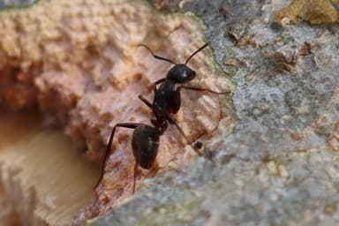 Camponotus pennsylvanicus photo 209
