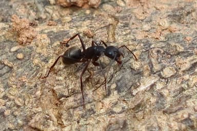 Camponotus pennsylvanicus photo 210