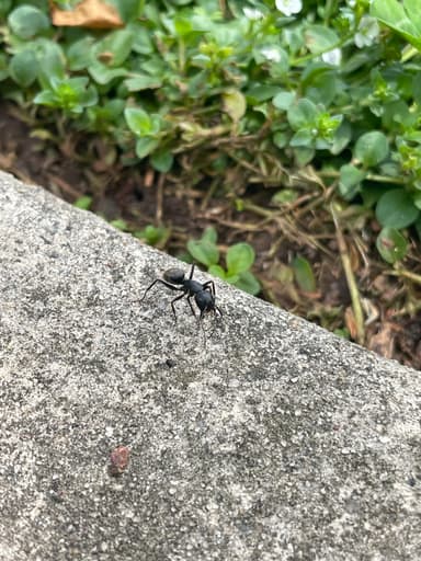 Camponotus pennsylvanicus photo 211