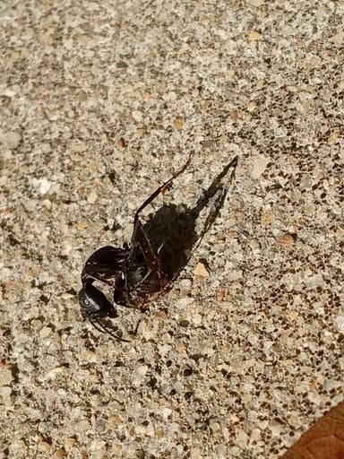 Camponotus pennsylvanicus photo 212