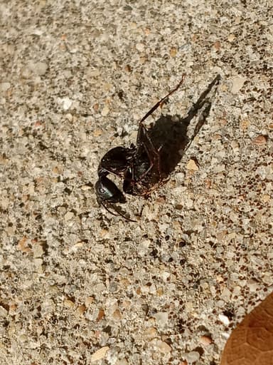Camponotus pennsylvanicus photo 213