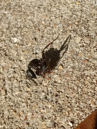 Camponotus pennsylvanicus photo 214