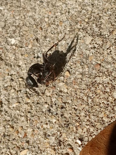 Camponotus pennsylvanicus photo 215