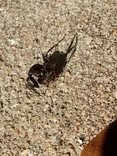 Camponotus pennsylvanicus photo 216