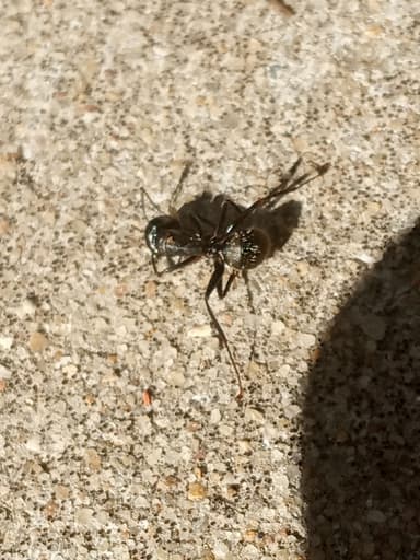Camponotus pennsylvanicus photo 217