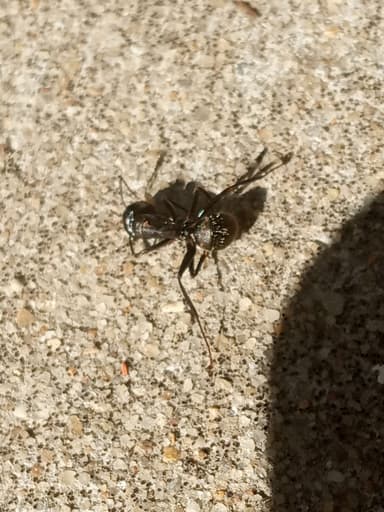 Camponotus pennsylvanicus photo 218