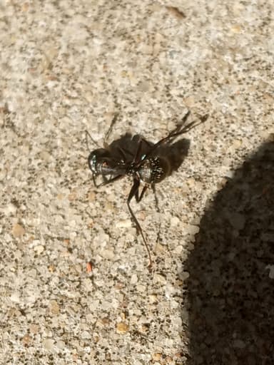 Camponotus pennsylvanicus photo 219