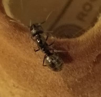 Camponotus pennsylvanicus photo 220