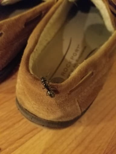 Camponotus pennsylvanicus photo 221