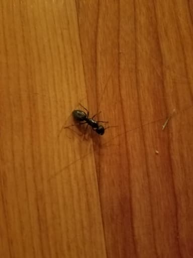 Camponotus pennsylvanicus photo 222