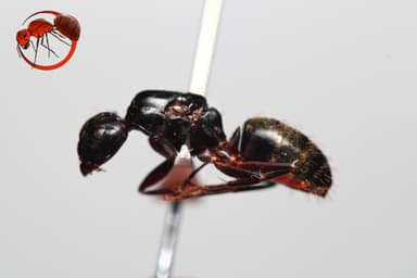 Camponotus pennsylvanicus photo 224