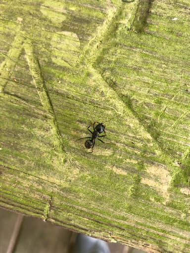 Camponotus pennsylvanicus photo 225