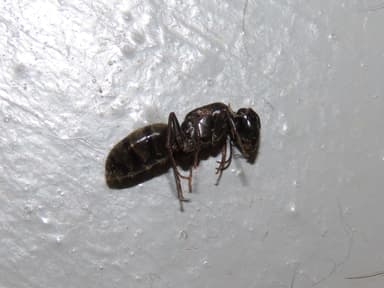 Camponotus pennsylvanicus photo 226