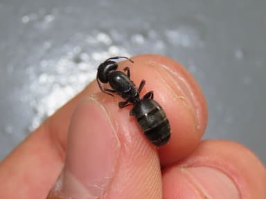 Camponotus pennsylvanicus photo 227