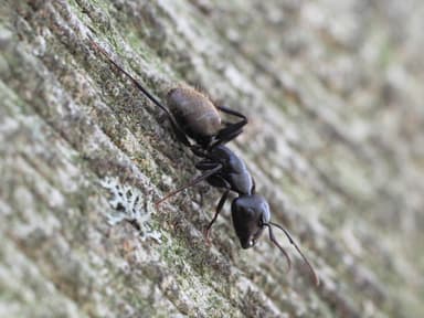 Camponotus pennsylvanicus photo 228
