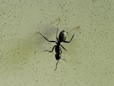 Camponotus pennsylvanicus photo 229