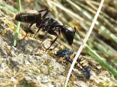 Camponotus pennsylvanicus — worker photo 230