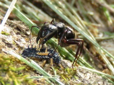 Camponotus pennsylvanicus — worker photo 231