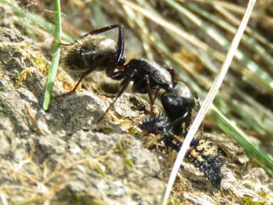 Camponotus pennsylvanicus — worker photo 232