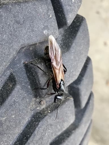 Camponotus pennsylvanicus photo 233