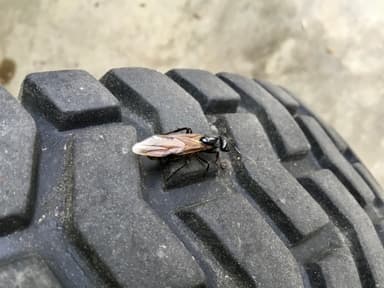 Camponotus pennsylvanicus photo 234