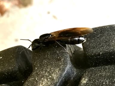 Camponotus pennsylvanicus photo 235