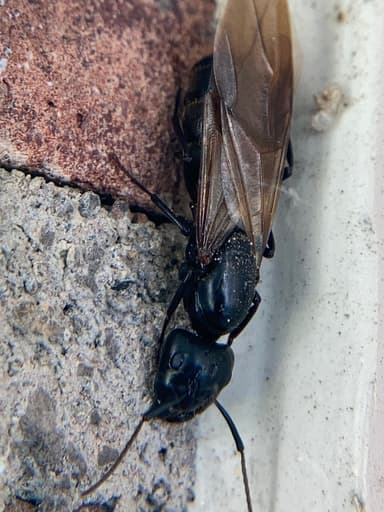 Camponotus pennsylvanicus photo 236