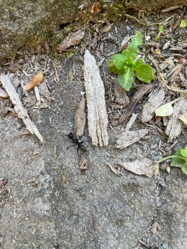 Camponotus pennsylvanicus photo 237