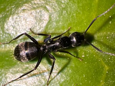 Camponotus pennsylvanicus photo 238