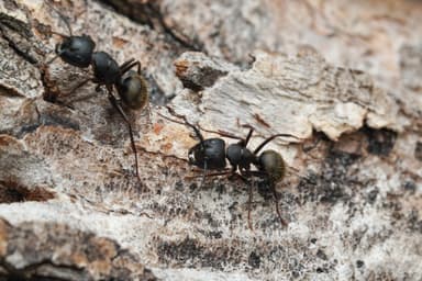 Camponotus pennsylvanicus photo 239