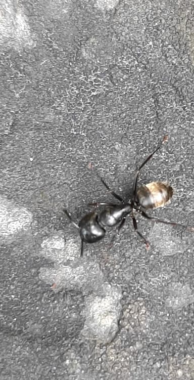 Camponotus pennsylvanicus photo 240
