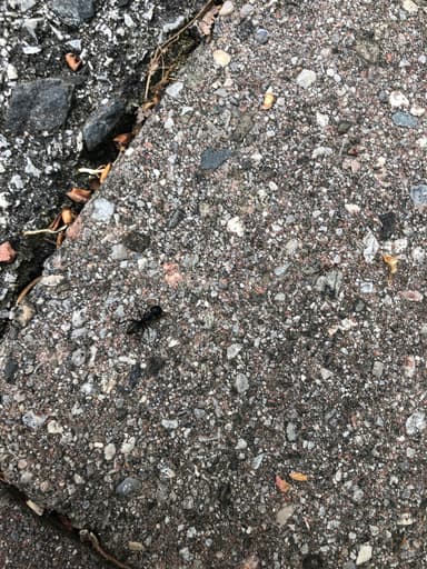 Camponotus pennsylvanicus photo 241