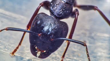 Camponotus pennsylvanicus photo 242