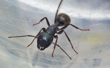 Camponotus pennsylvanicus photo 243