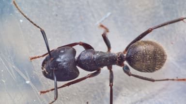 Camponotus pennsylvanicus photo 244
