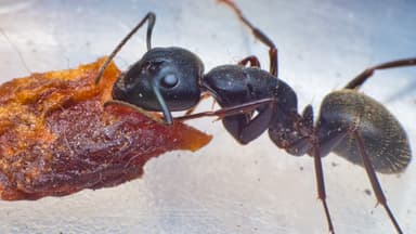 Camponotus pennsylvanicus photo 245