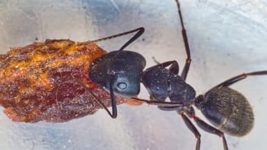 Camponotus pennsylvanicus photo 246