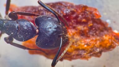 Camponotus pennsylvanicus photo 247