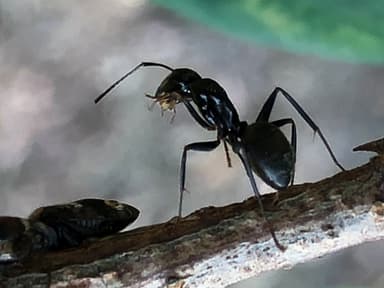 Camponotus pennsylvanicus photo 248