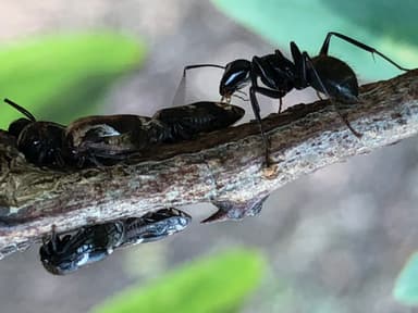 Camponotus pennsylvanicus photo 249