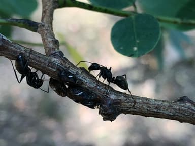 Camponotus pennsylvanicus photo 250