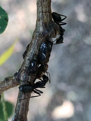 Camponotus pennsylvanicus photo 251