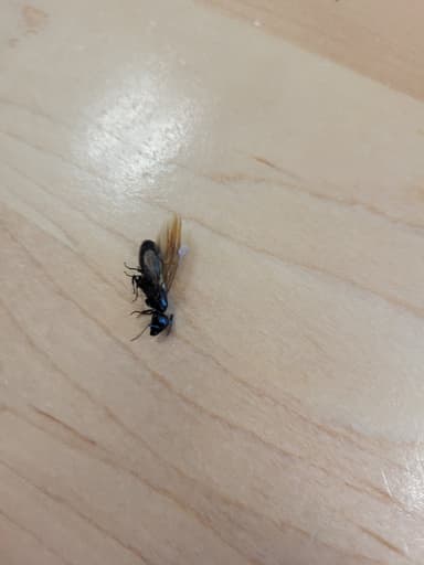 Camponotus pennsylvanicus photo 252
