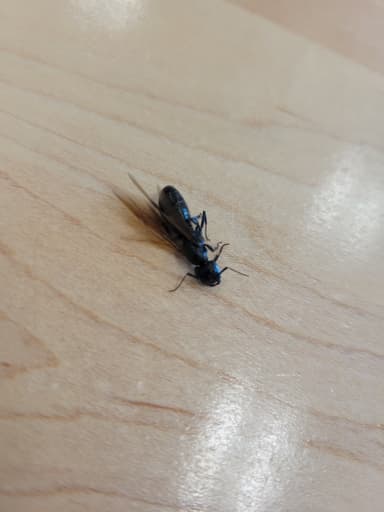 Camponotus pennsylvanicus photo 253