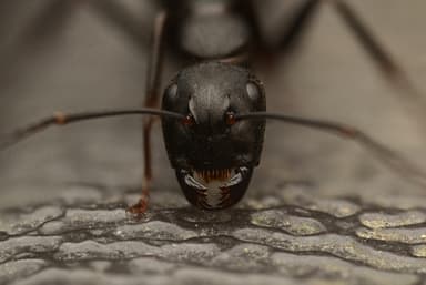 Camponotus pennsylvanicus photo 254