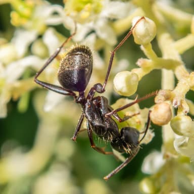 Camponotus pennsylvanicus photo 255