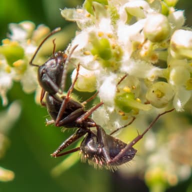 Camponotus pennsylvanicus photo 256