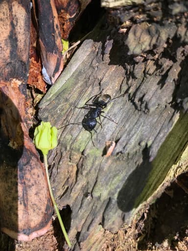 Camponotus pennsylvanicus photo 257