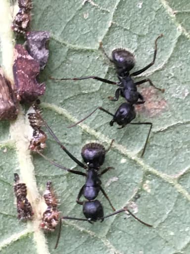 Camponotus pennsylvanicus photo 258